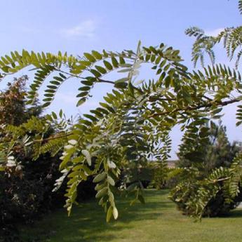 Gleditsia Triacanthos Inermis