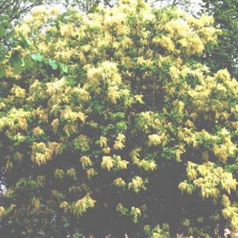 Fraxinus Ornus