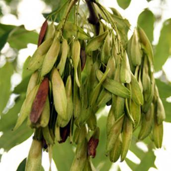 Fraxinus Excelsior