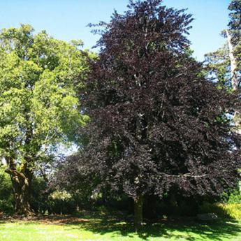 Fagus Sylvatica Purpurea