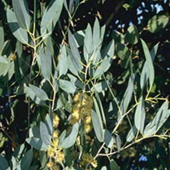 Eucalyptus Gunnii Eucalyptus Gunnii