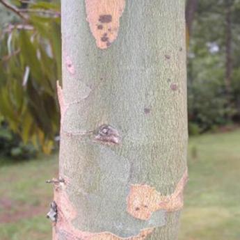 Eucalyptus Gunnii