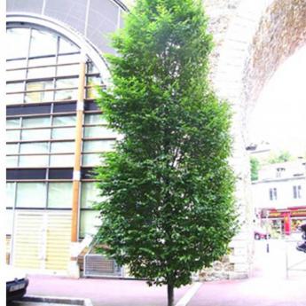 Carpinus Betulus Carpinus Betulus