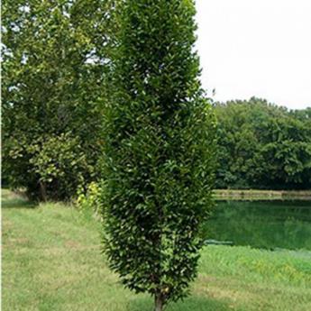 Carpinus Betulus Fastigiata = Pyramidalis
