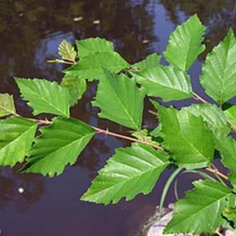 Betula Nigra
