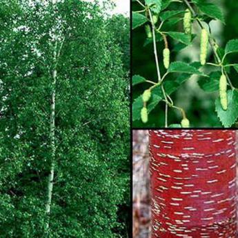 Betula Albosinensis