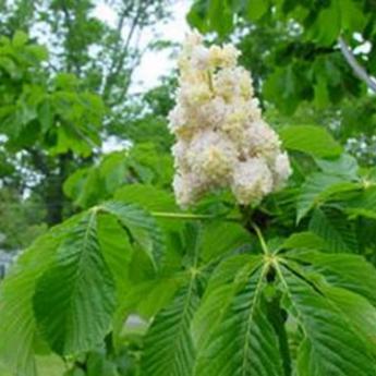 Aesculus Hippcastananum Baumannii