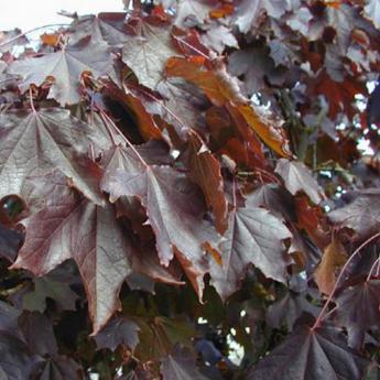Acer P. Shwedleri Nigra