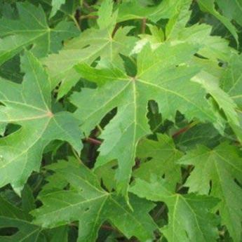 Acer Saccharinum Pyramidalis