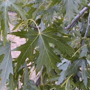 Acer S. Laciniatum Wieri