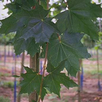 Acer Platanoides