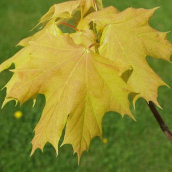 Acer Platanoides Princeton Gold