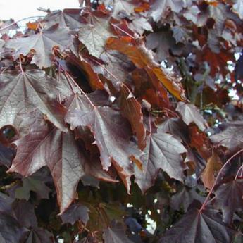 Acer P. Atropurpureum