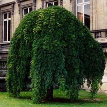 Sophora Japonica Pendula