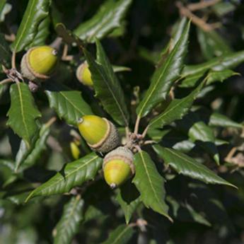 Quercus Ilex Quercus Ilex