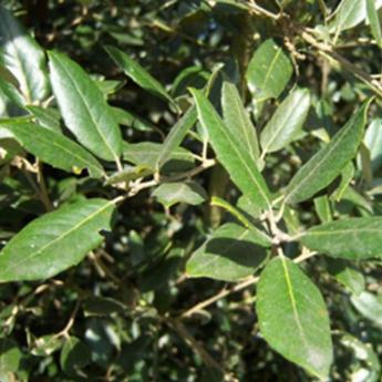 Quercus Ilex