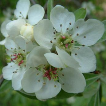 Pyrus Salicifolia Pendula