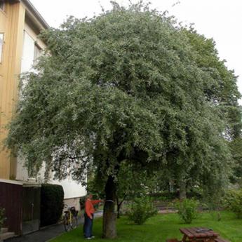 Pyrus Salicifolia Pendula
