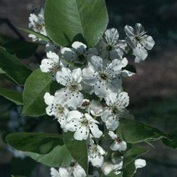 Pyrus Calleryana Chanticleer