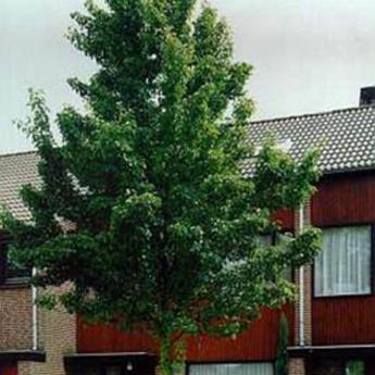 Pyrus Calleryana Chanticleer