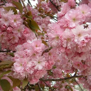 Prunus Serrulata Kanzan