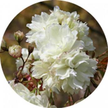 Prunus Serrulata Ukon