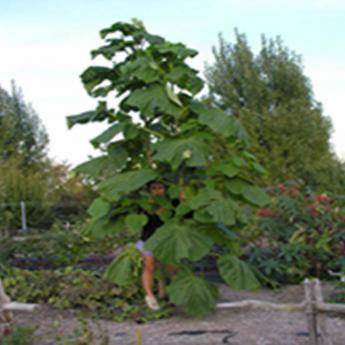 Paulownia Tomentosa