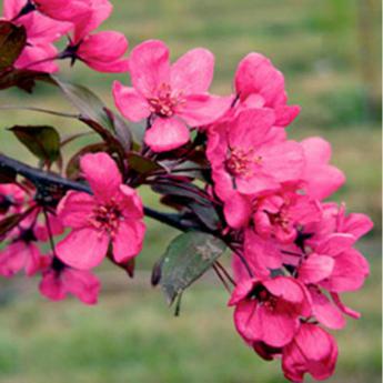 Malus Prairie Fire