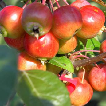 Malus Everest Malus Everest