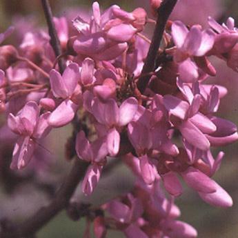 Cercis Siliquastrum