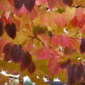Cercidiphyllum Japonicum