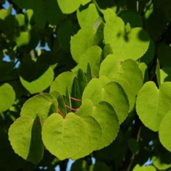 Cercidiphyllum Japonicum