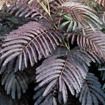 Albizia Julibrissin Summer Chocolate