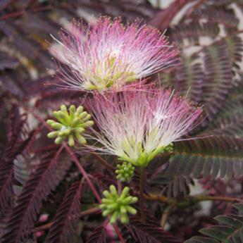 Albizia Julibrissin Summer Chocolate