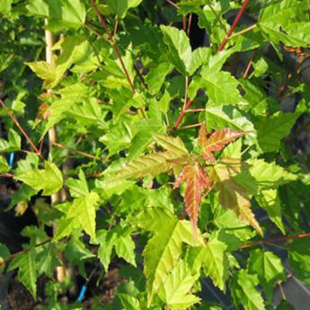Acer Ginala Acer Ginala