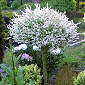 Salix Integra Hakuro-Nishiki