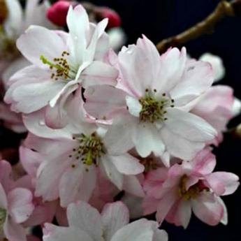 Prunus Subhirtella Automnalis