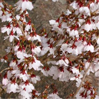 Prunus Incisa Kojo No Mai