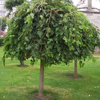 Morus Alba Pendula Morus Alba Pendula