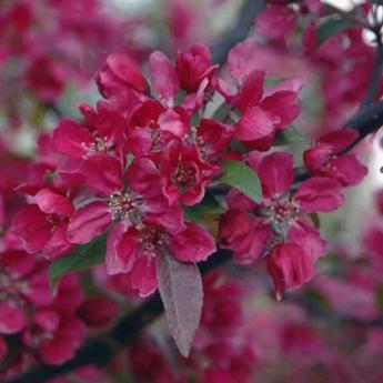 Malus Profusion