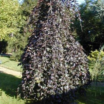 Fagus Sylvatica Purpurea Pendula