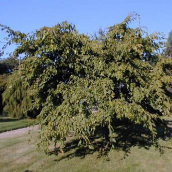 Carpinus Betulus Pendula