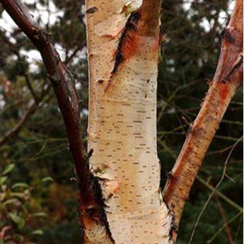 Betula Sentinelle d'Argent