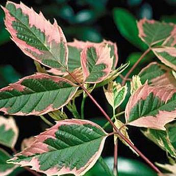 Acer Negundo Flamingo