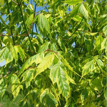 Acer Negundo Aureomarginatum