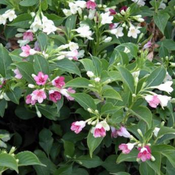 Weigelia Marjorie