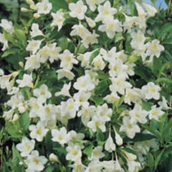 Weigelia Snowflake