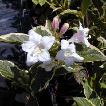 Weigelia Florida Variegata