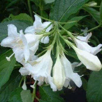 Weigelia Candida
