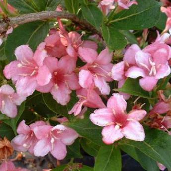 Weigelia Boskoop Glory
